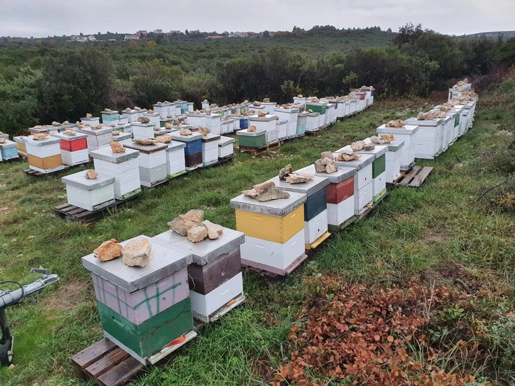 Naš pčelinjak s košnicama u prirodi